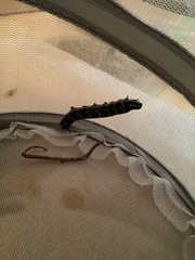 Theretra oldenlandiae