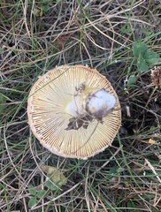 Amanita wellsii