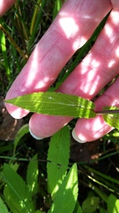 Stachys palustris