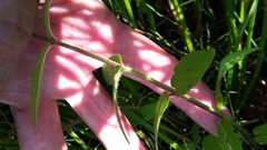 Stachys palustris