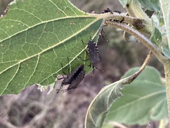 Hypselonotini