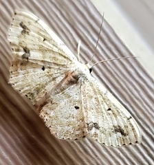 Scopula compensata