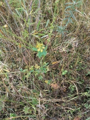 Melilotus suaveolens