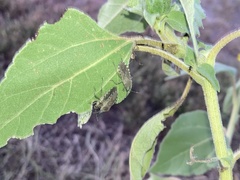 Hypselonotini