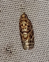 Phaecasiophora niveiguttana