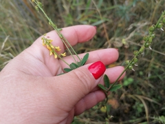 Melilotus suaveolens