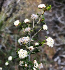 Spyridium eriocephalum