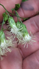 Brickellia grandiflora