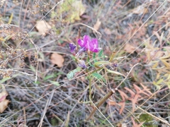 Astragalus davuricus