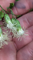 Brickellia grandiflora