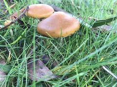 Psilocybe subaeruginosa