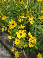 Bidens trichosperma