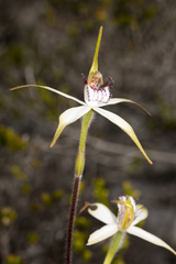 Caladenia longicauda