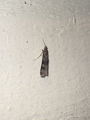 Nomophila nearctica