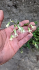 Brickellia grandiflora