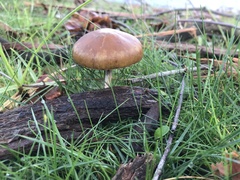 Psilocybe subaeruginosa