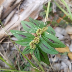 Euphorbia hirta