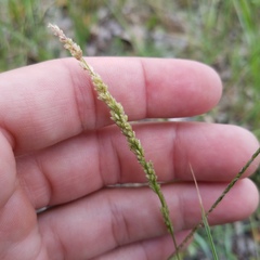 Eragrostis