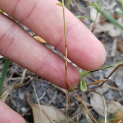 Eragrostis