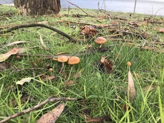 Psilocybe subaeruginosa