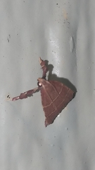 Parachma ochracealis