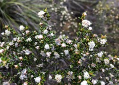 Spyridium eriocephalum