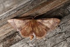 Idaea demissaria