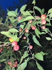 Malus baccata