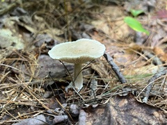 Ampulloclitocybe clavipes