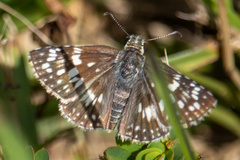 Burnsius communis
