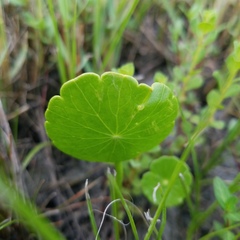 Hydrocotyle