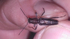 Xylotrechus sagittatus