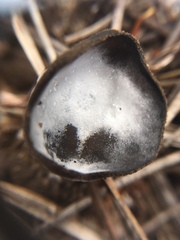Pezizaceae