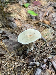 Ampulloclitocybe clavipes