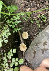 Lentinus