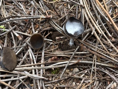 Pezizaceae