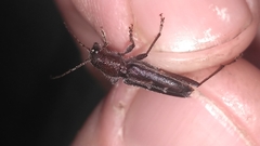 Xylotrechus sagittatus