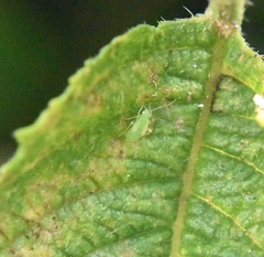 Orthotylus
