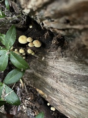 Tricholomopsis decora