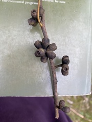 Eucalyptus goniocalyx