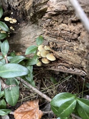 Tricholomopsis decora