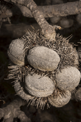 Banksia lemanniana