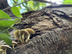 Tricholomopsis decora