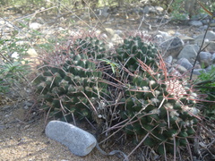 Mammillaria carnea