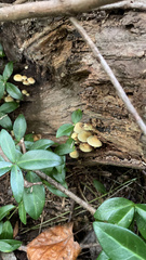 Tricholomopsis decora