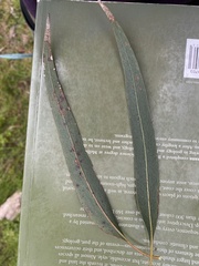 Eucalyptus goniocalyx