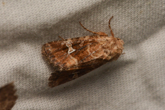 Lacinipolia stricta