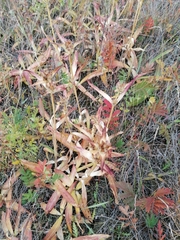 Gentiana macrophylla