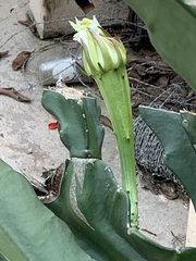 Acanthocereus tetragonus