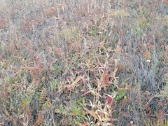 Gentiana macrophylla